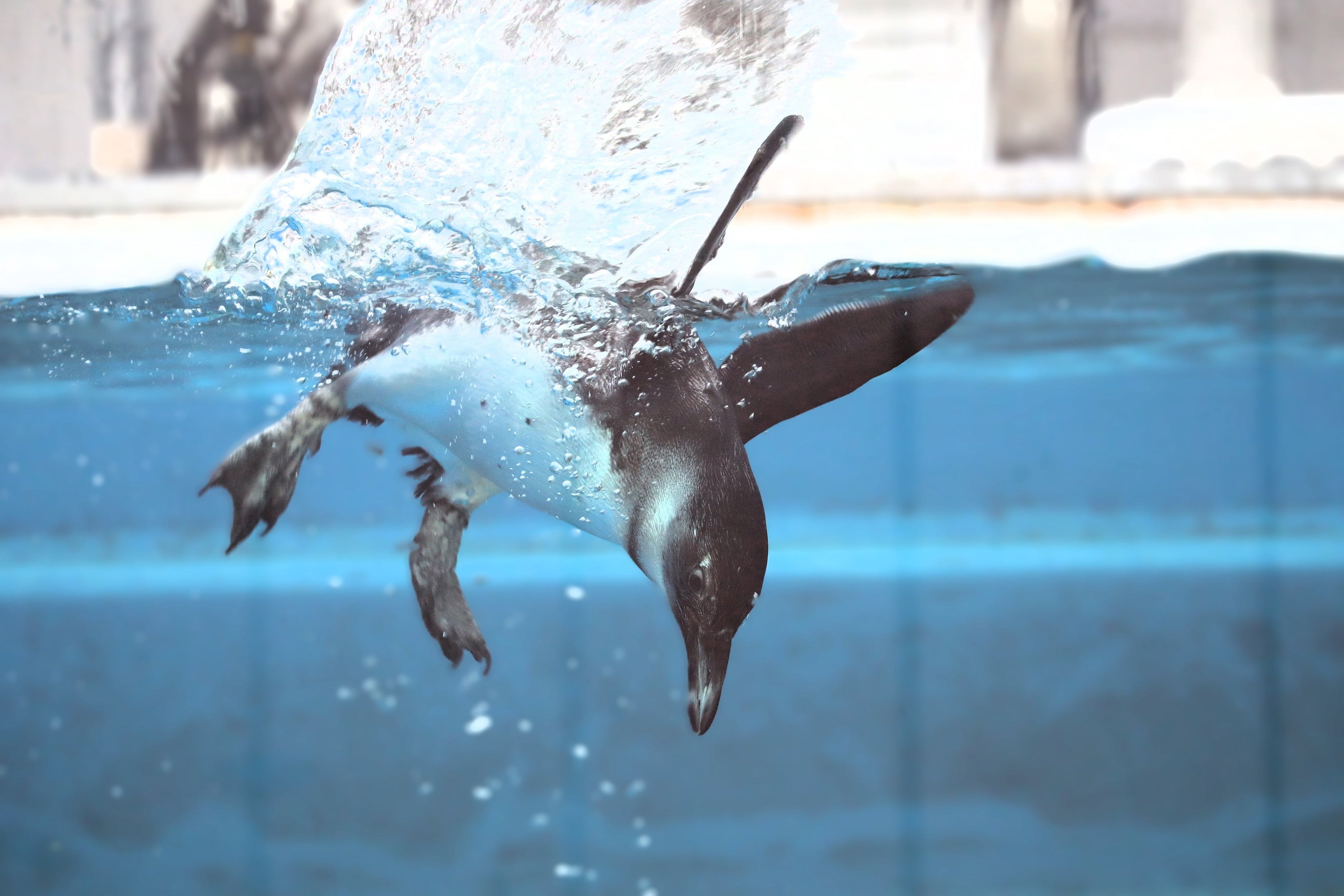 今シーズンは4羽誕生しました！四国水族館でケープペンギンの雛