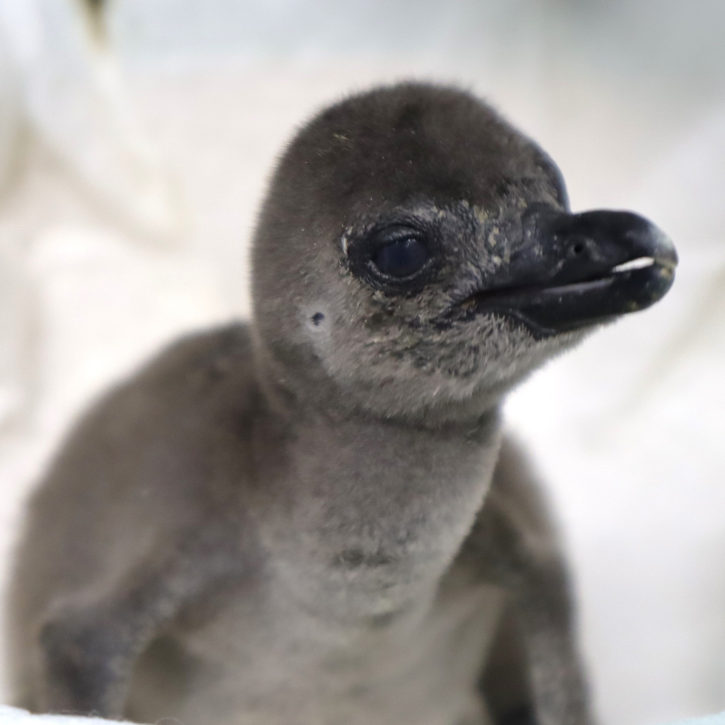 生まれて間もない頃（2羽目）