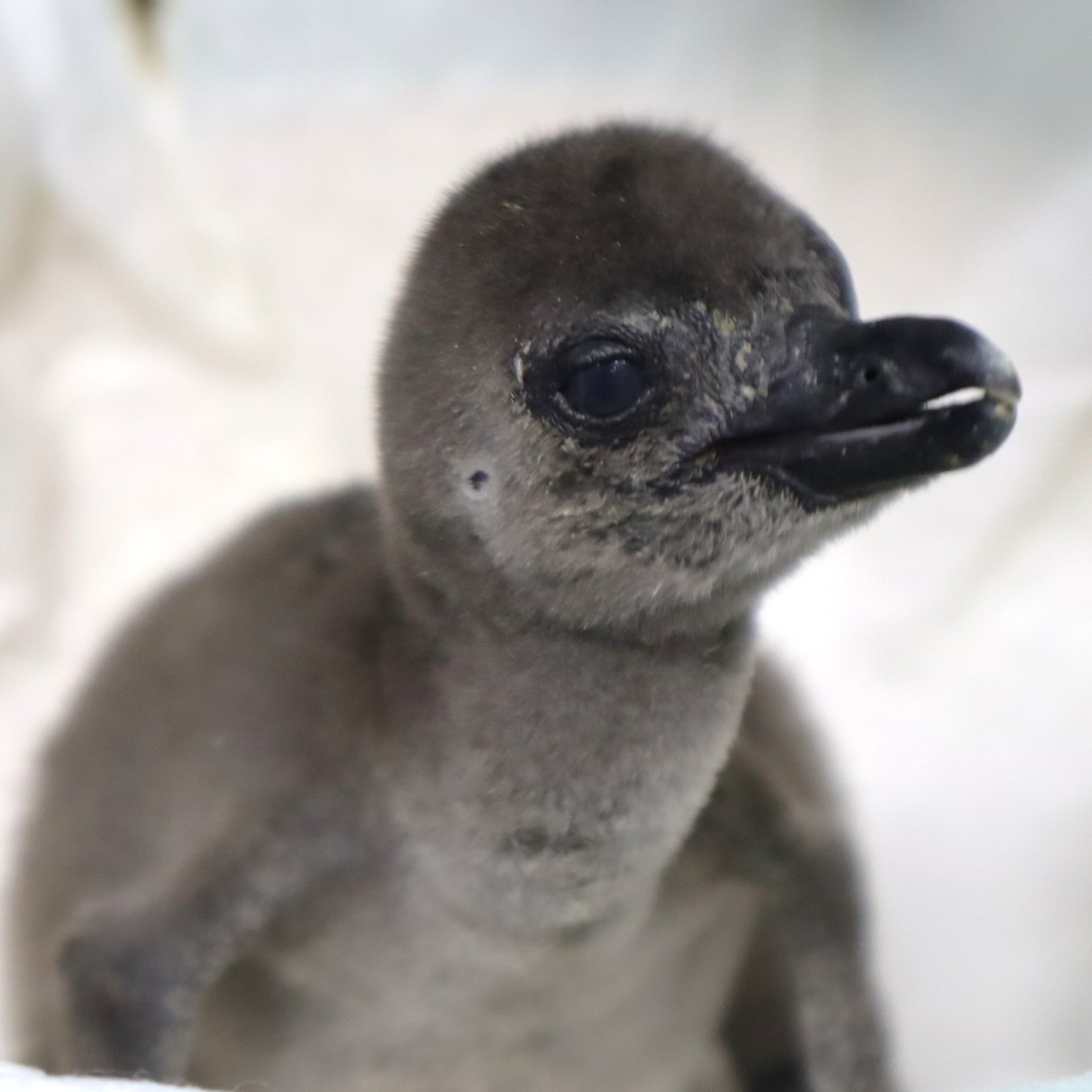 生まれて間もない頃(2羽目)