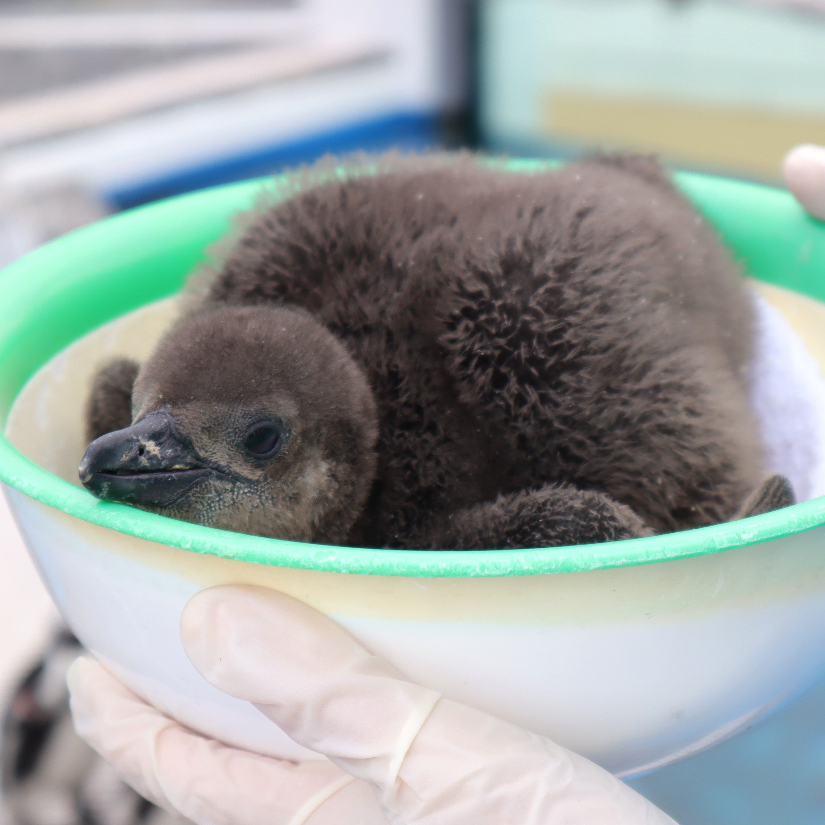 生まれて間もない頃（3羽目）