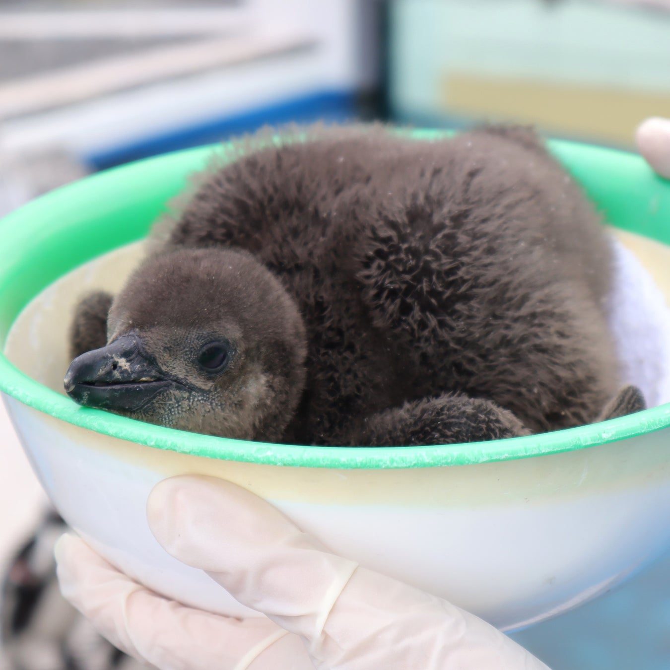 生まれて間もない頃(3羽目)