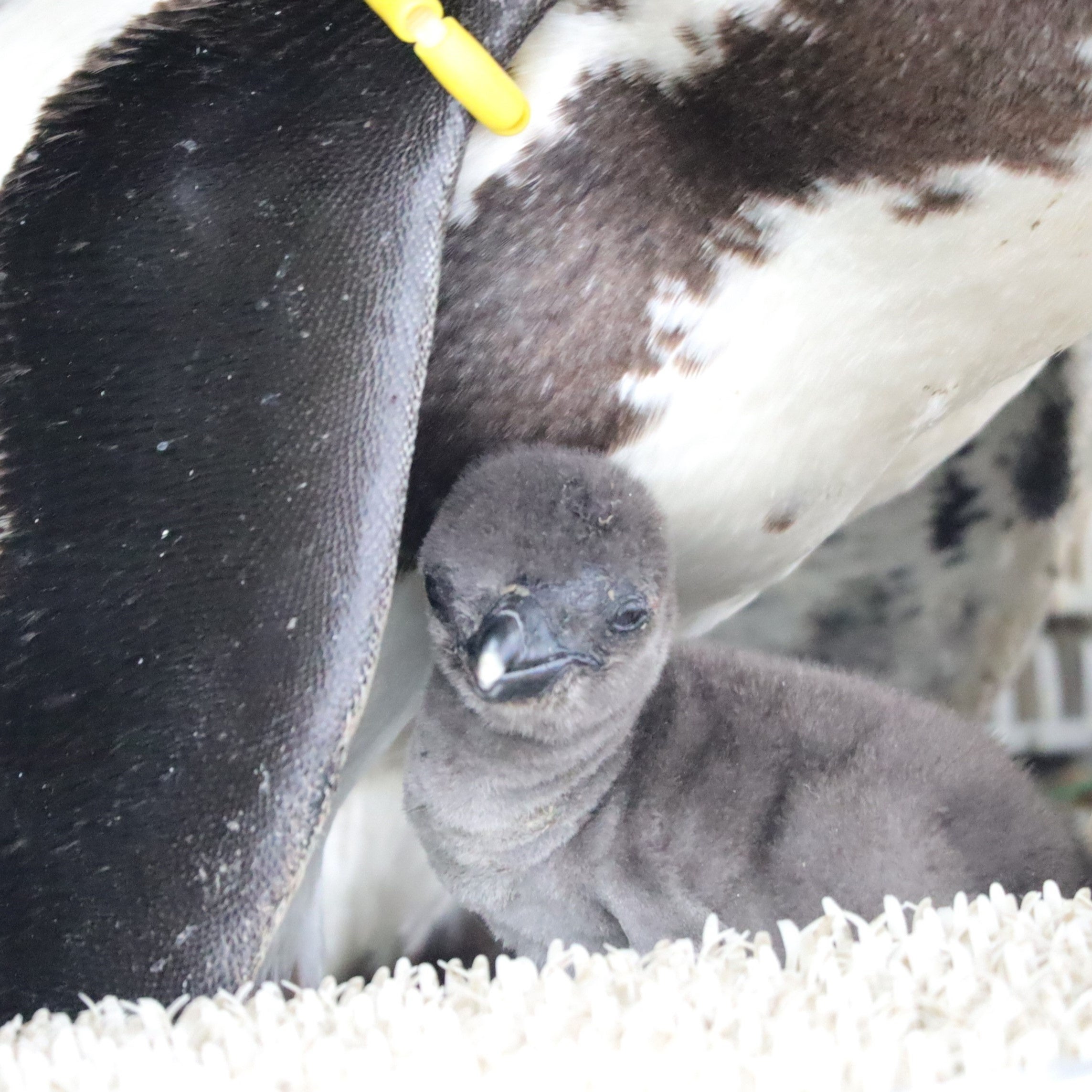 生まれて間もない頃（1羽目）