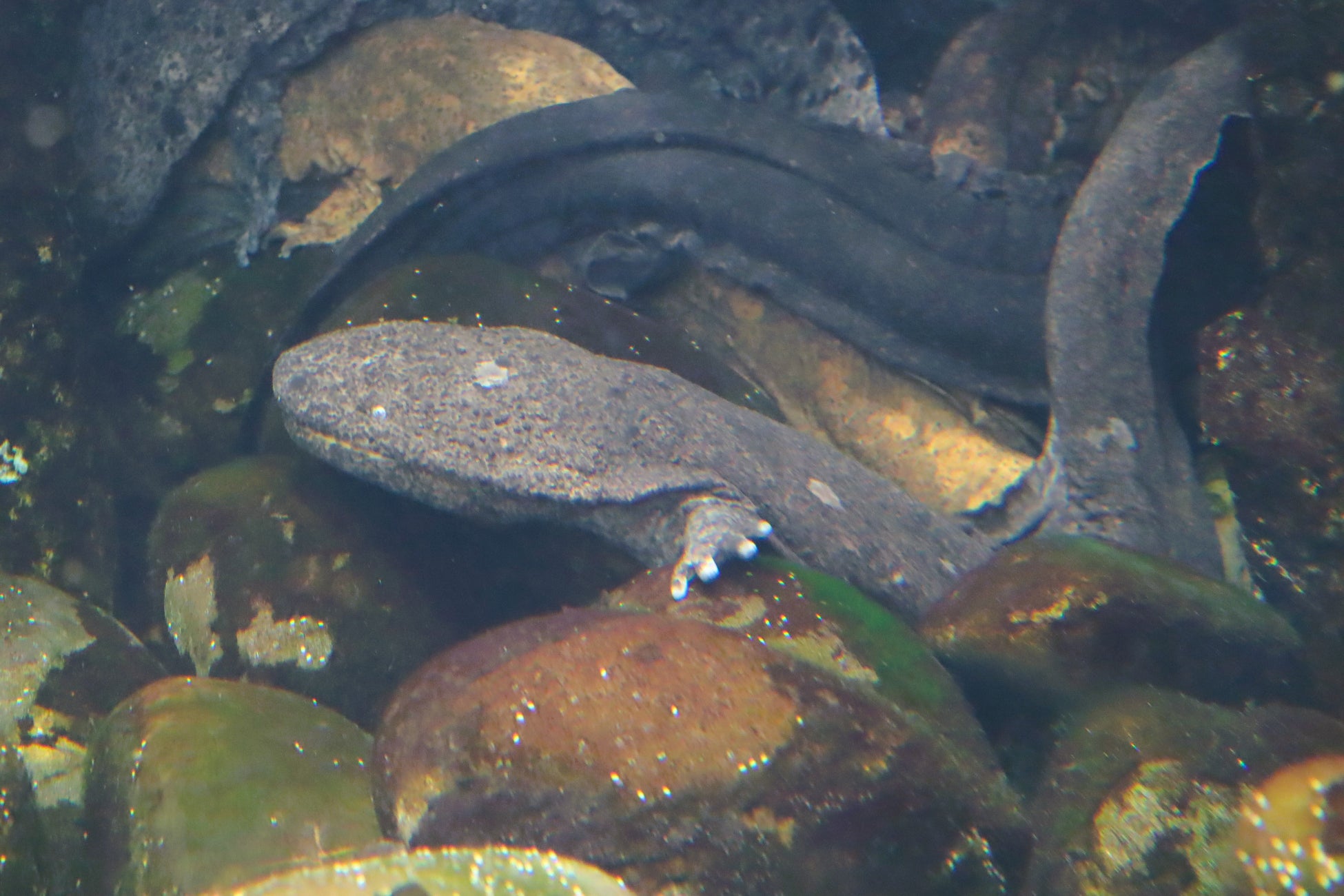 四国水族館でオオサンショウウオの交雑個体を展示中 – 在来種保全の重要性を考える 四国水族館でオオサンショウウオの交雑個体を展示中 – 在来種保全の重要性を考える