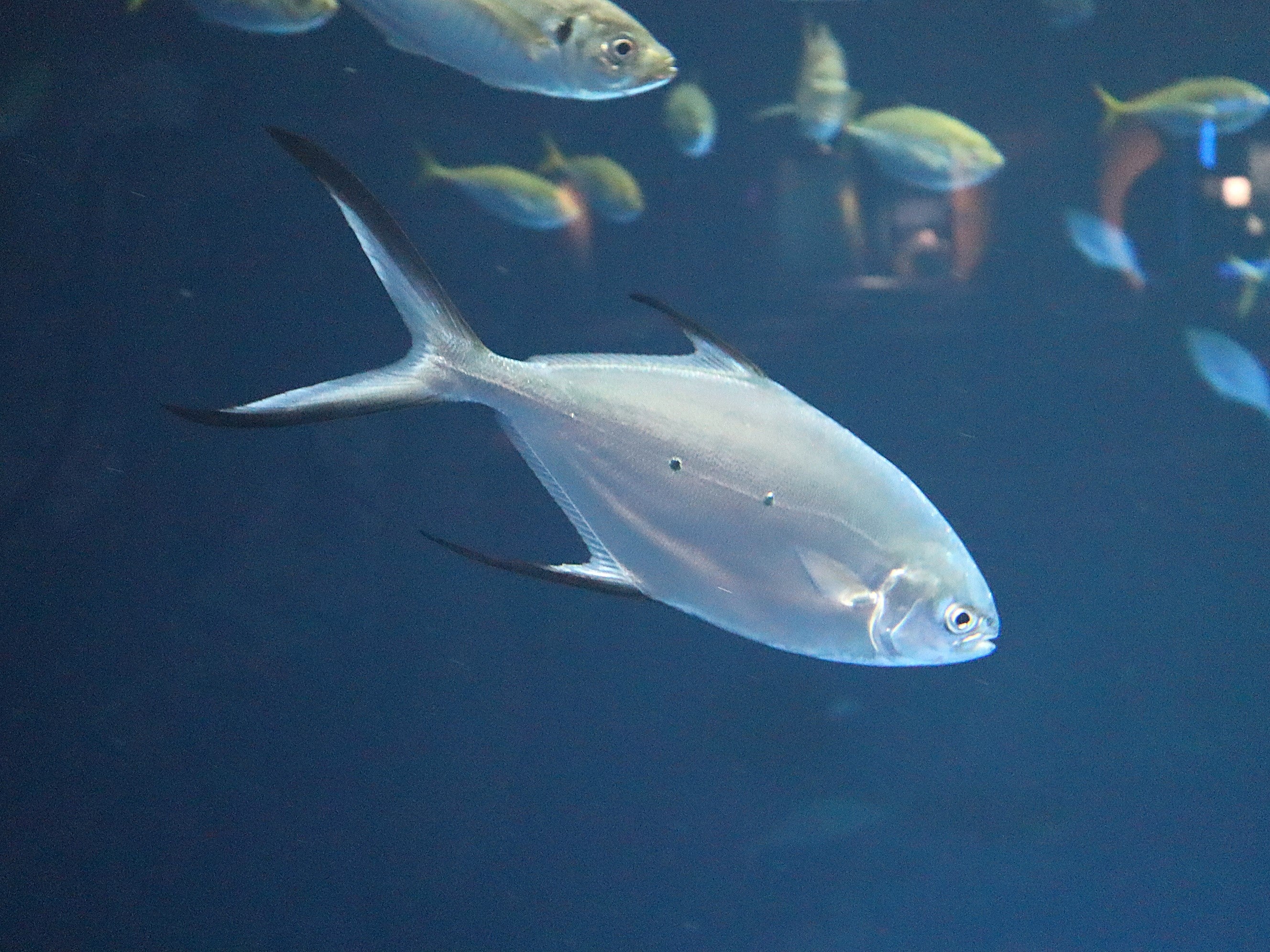 コバンアジ成魚