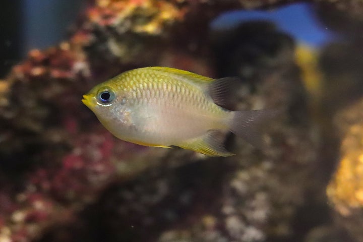 日本初繁殖!四国水族館生まれの稚魚を展示中 | 株式会社四国水族館開発のプレスリリース