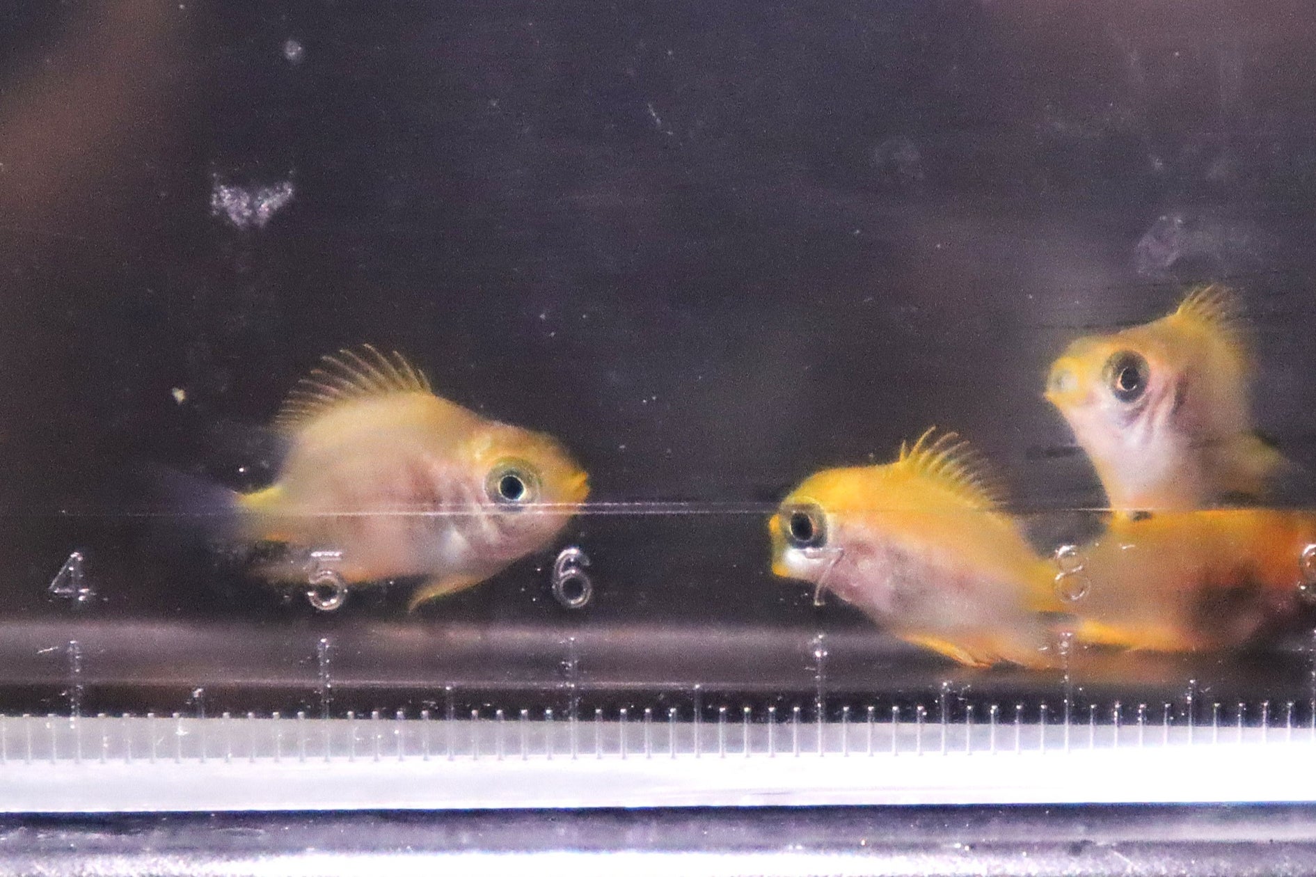 日本初繁殖!四国水族館生まれの稚魚を展示中 | 株式会社四国水族館開発のプレスリリース