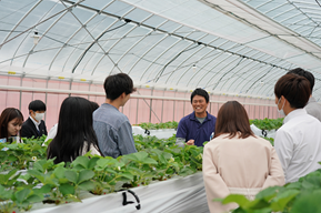 大空夏いちご農園で運営者から話を行く様子