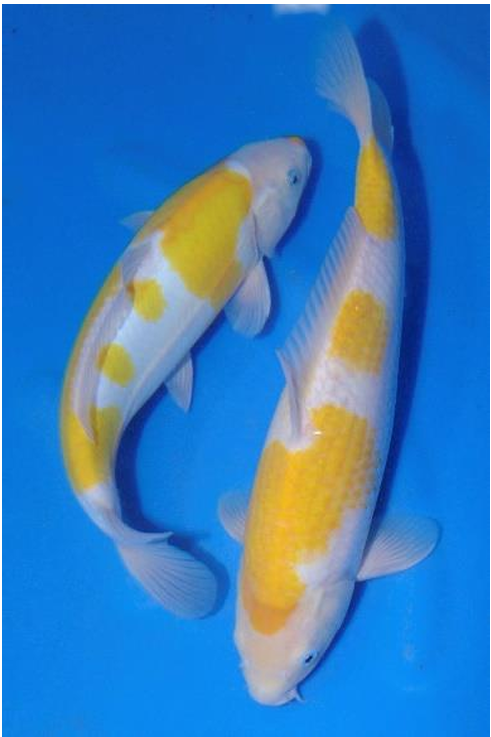 新潟県の独自開発の新品種ニシキゴイ「黄白（きじろ）」を初めて新潟