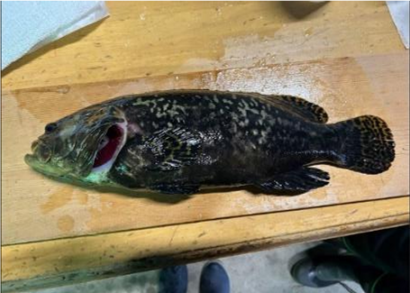 【本試験飼育で養殖したタマカイ】