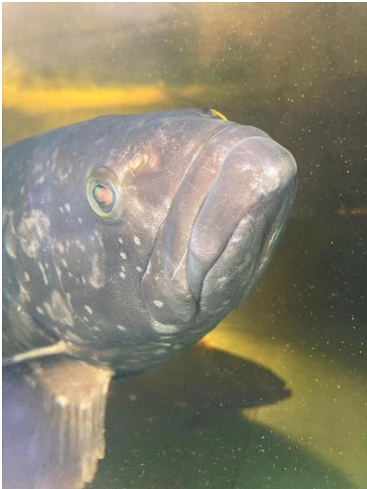 【本試験飼育で養殖したクエタマ】