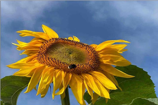 ひまわり☆プロフ必読