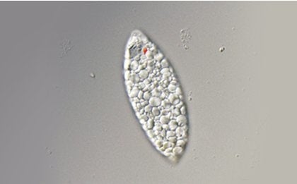 パラミロン高含有の ユーグレナ （EOD―1株）