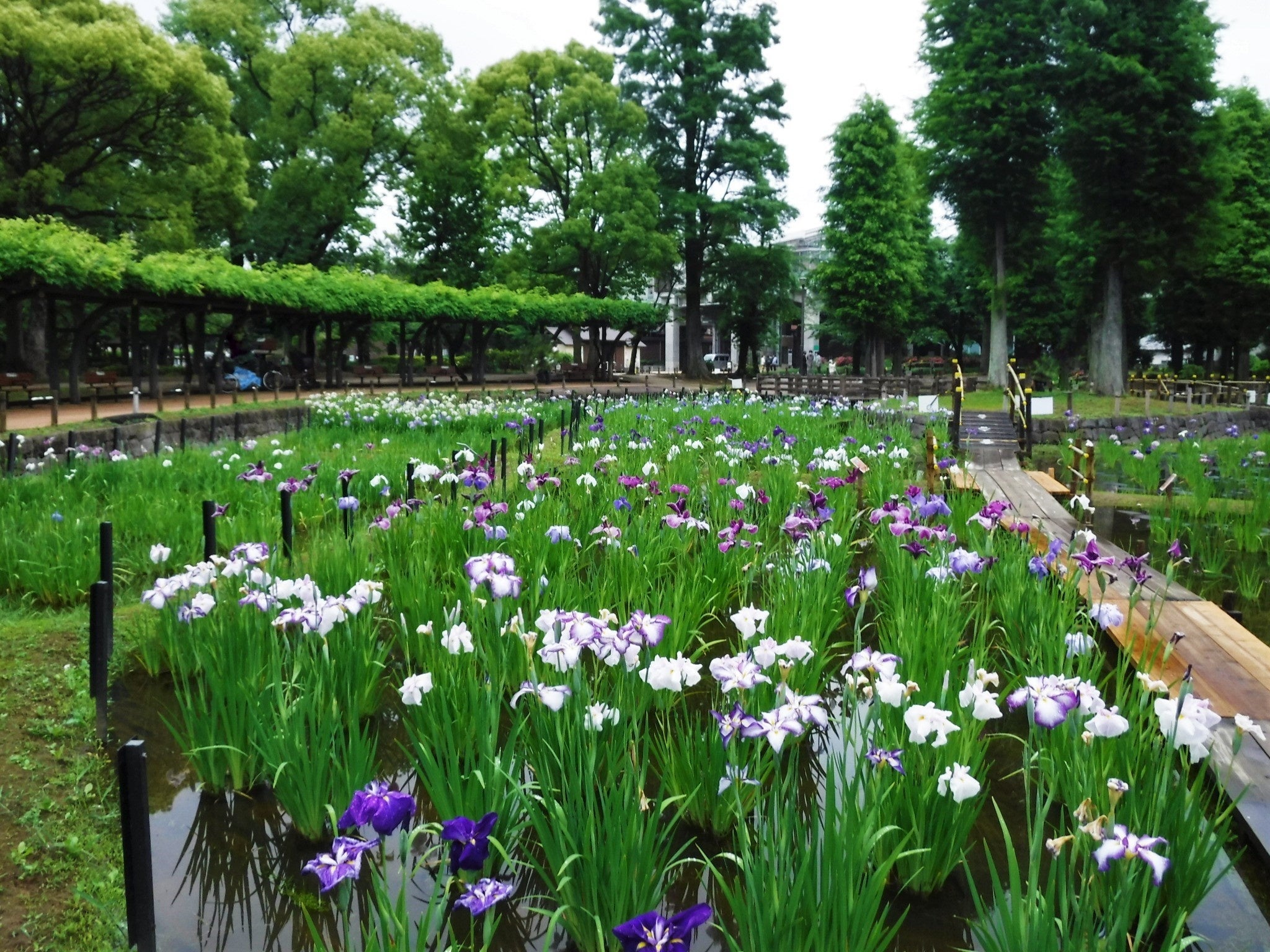 しょうぶ田には、この期間に限り「木道」を設置。いつもより近い距離でハナショウブをお楽しみいただけます。
