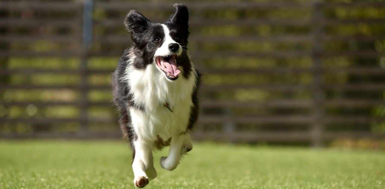 ドッグランサイト（イメージ）