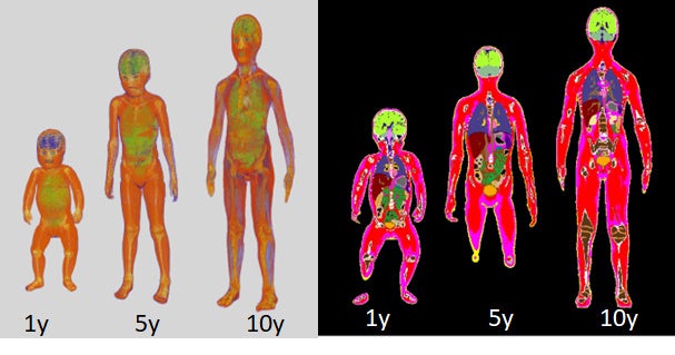 図1 国際標準小児数値人体モデル（左右両図とも､左から1歳児､5歳児､10歳児の数値モデル）人体を構成する組織の種類により色分けして表示している。左図は皮膚を透明化した3次元表示画像、右図は断面図を表す。