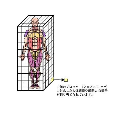 図2 数値人体モデルのイメージ