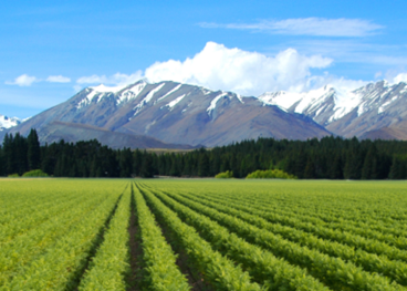ニュージーランドのにんじん畑