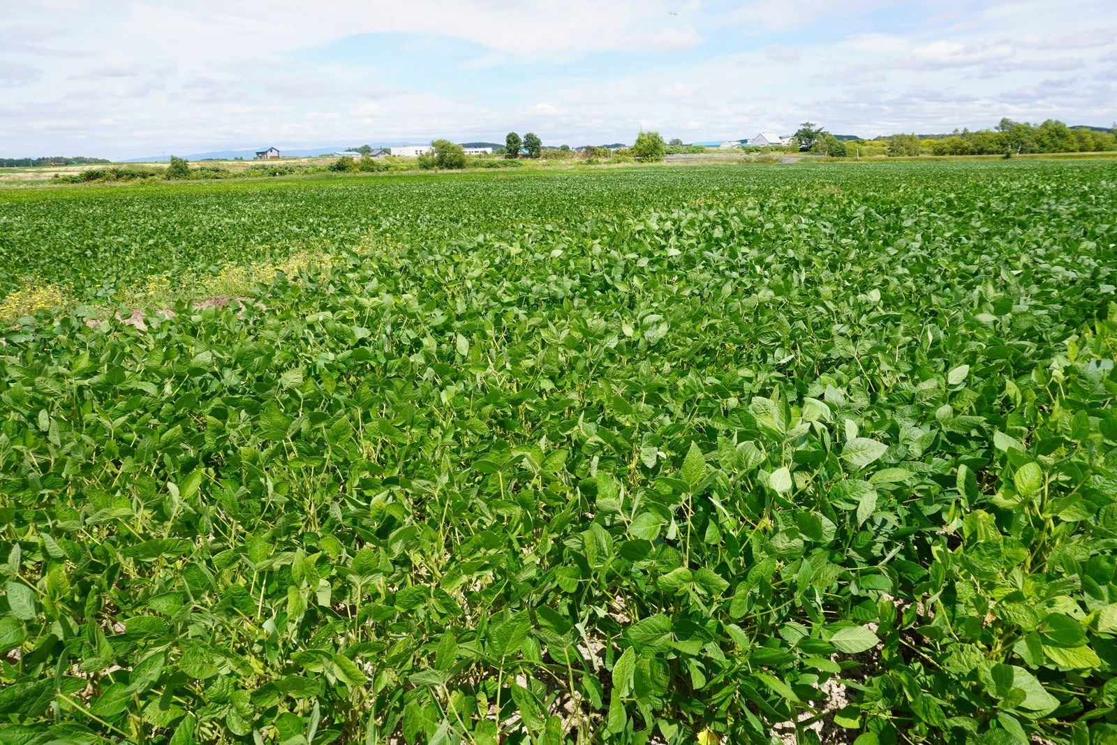 国内生産者の大豆畑