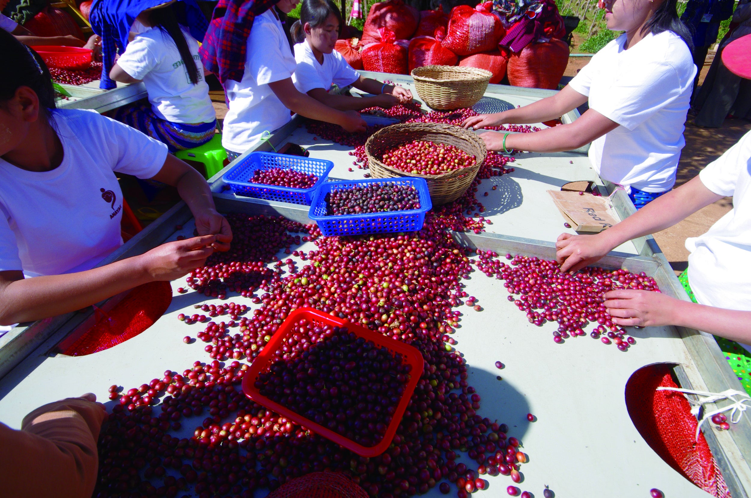 収穫したコーヒーチェリーは手作業で選別します。