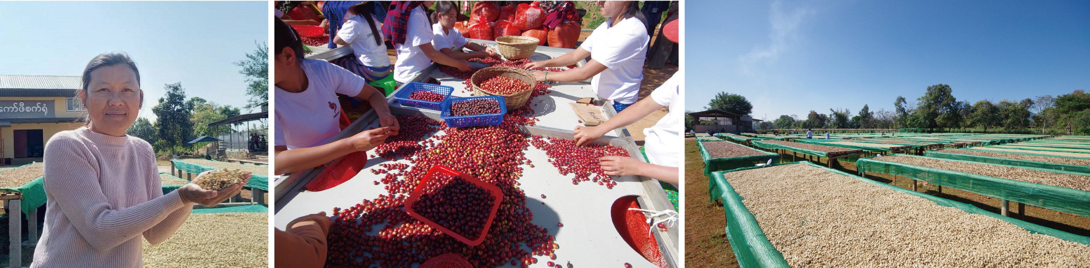 左からAMAYAR COFFEE代表のSu Su Aungさん、チェーシング風景、天日干し