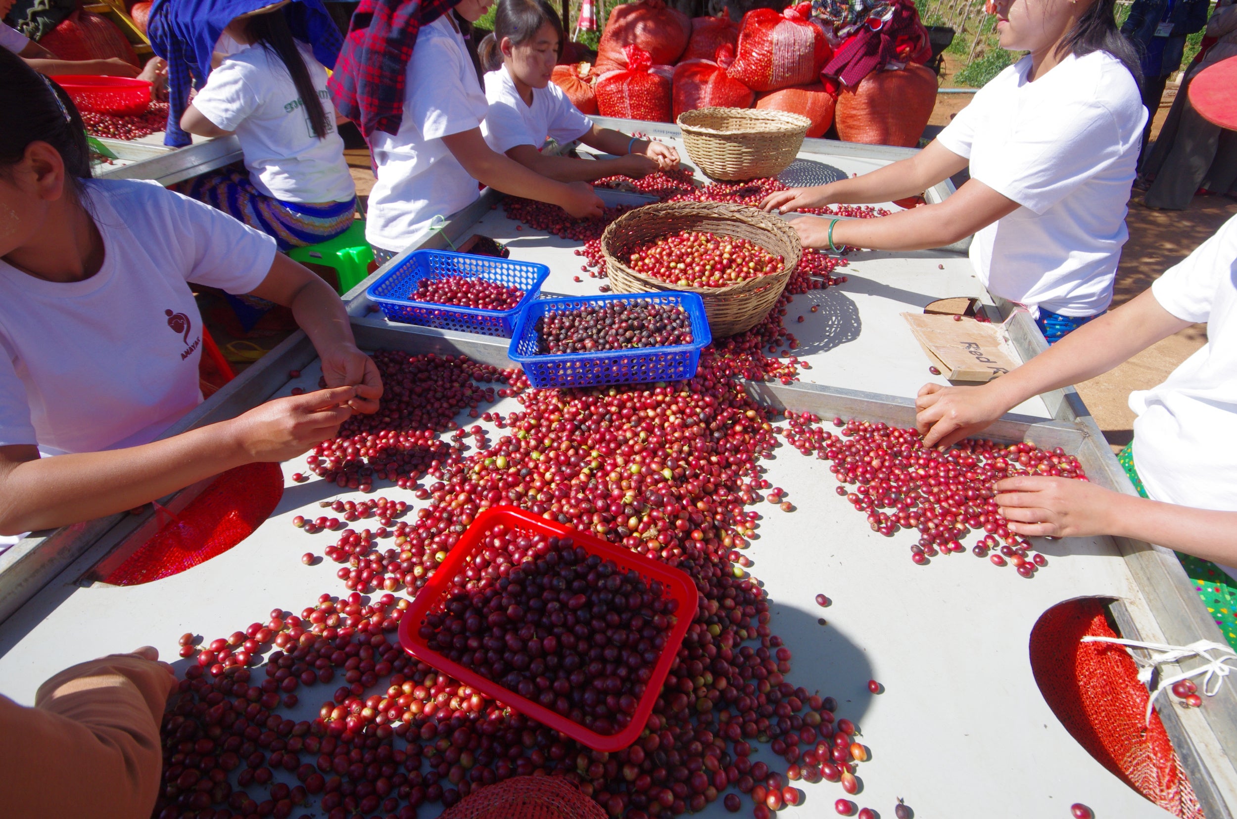 AMAYAR Womens Coffee GroupはSu Su Aungさんが貧困からの脱出・経済的自立・女性の地位向上を目指して農家の女性50人で立ち上げたコーヒー生産者グループです。