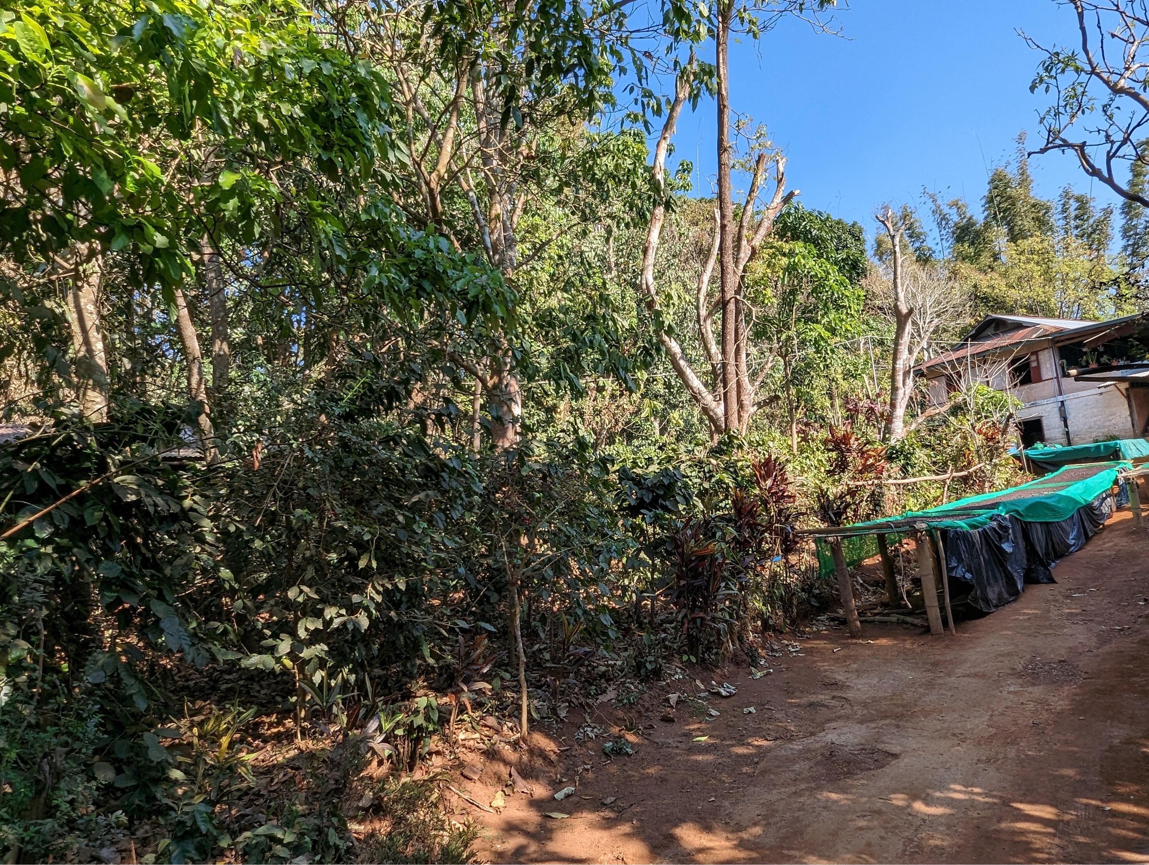 直射日光を遮る背の高いパパイヤ、バナナ、アボガド、マカデミアナッツなどシェードツリーとともに農家の庭先に自然農法で栽培されているコーヒーの木。ユワンガンでは約90％の農家でコーヒーが栽培されており、また女性の80％以上がコーヒー産業に従事しています。