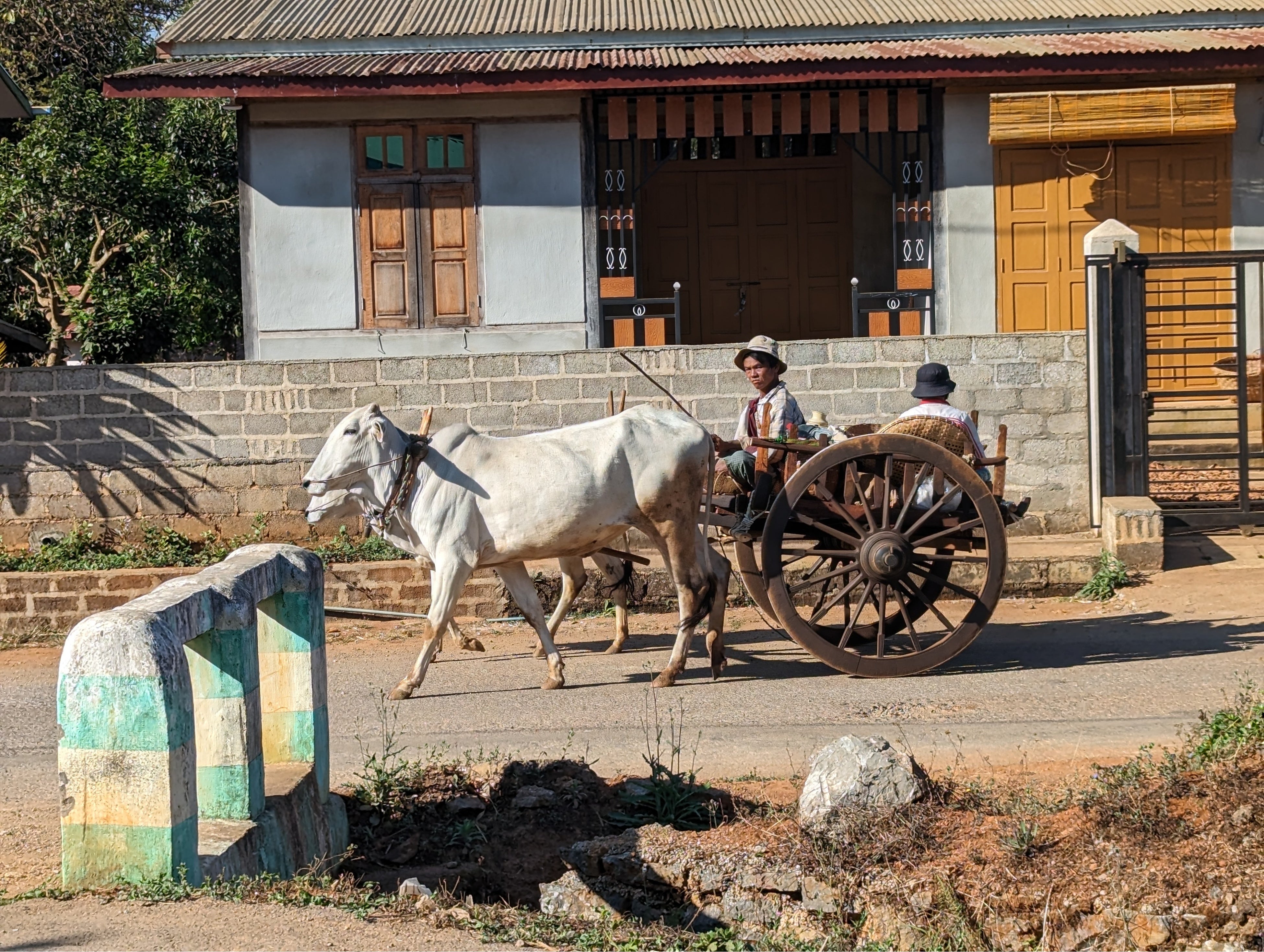 街中ではたくさんの牛に出会いました。