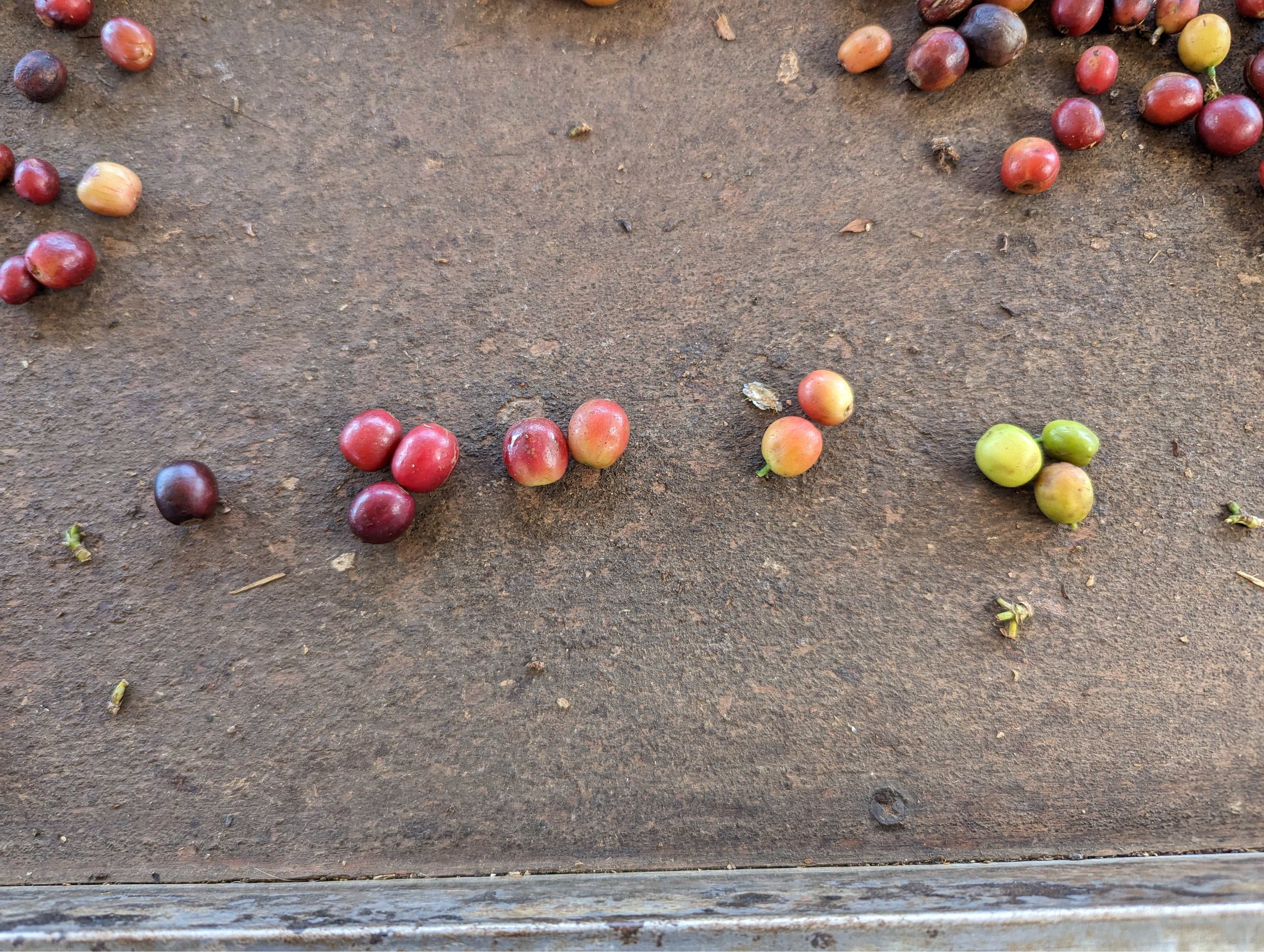 チェリーを完熟度合の順に仕分けするとこうなります。左端は熟しすぎ、右端は未熟で共にNGです。左から2番目のグループがスペシャリティコーヒーの候補となるチェリーです。