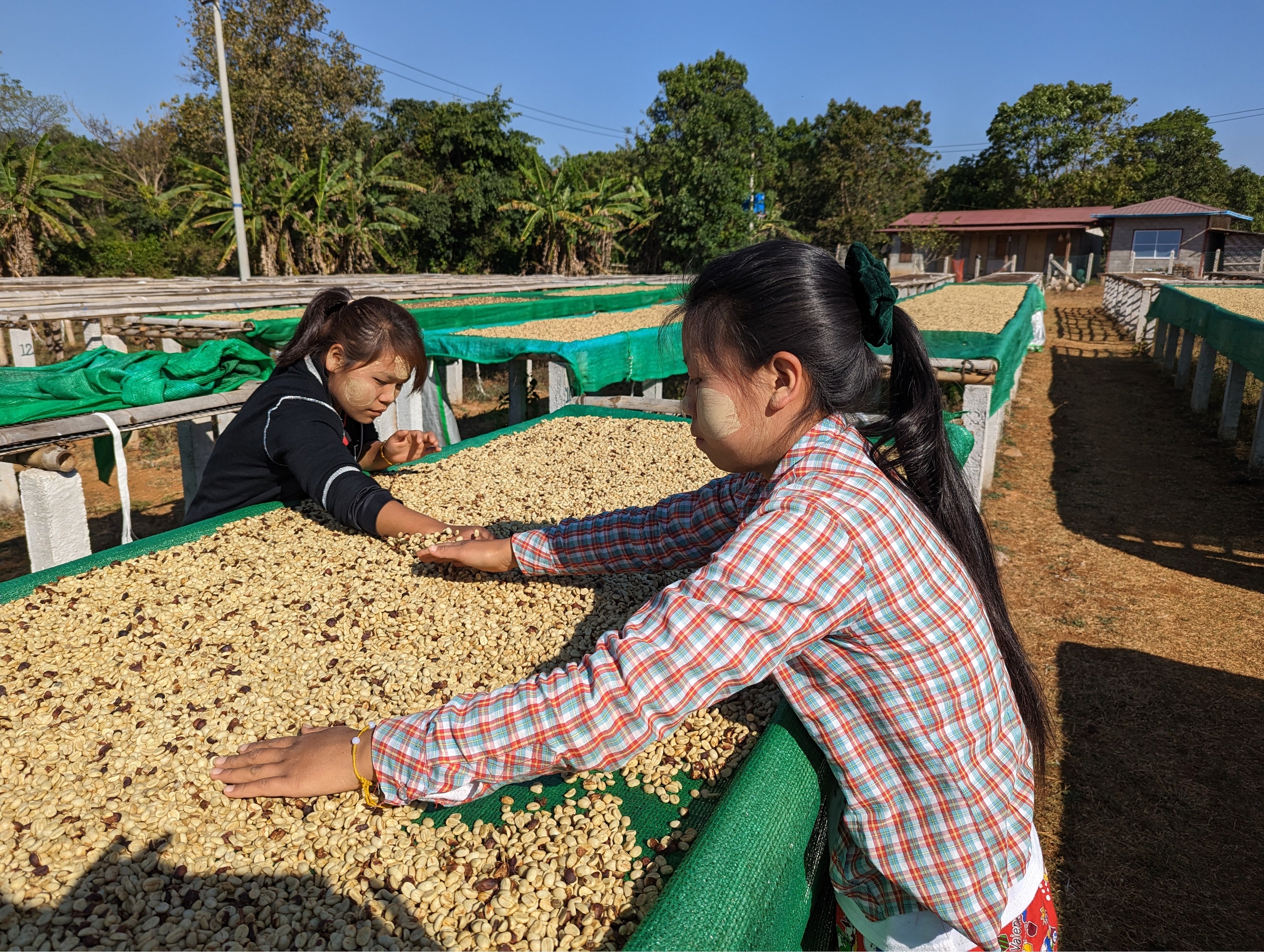 チェリーを広げているところ。