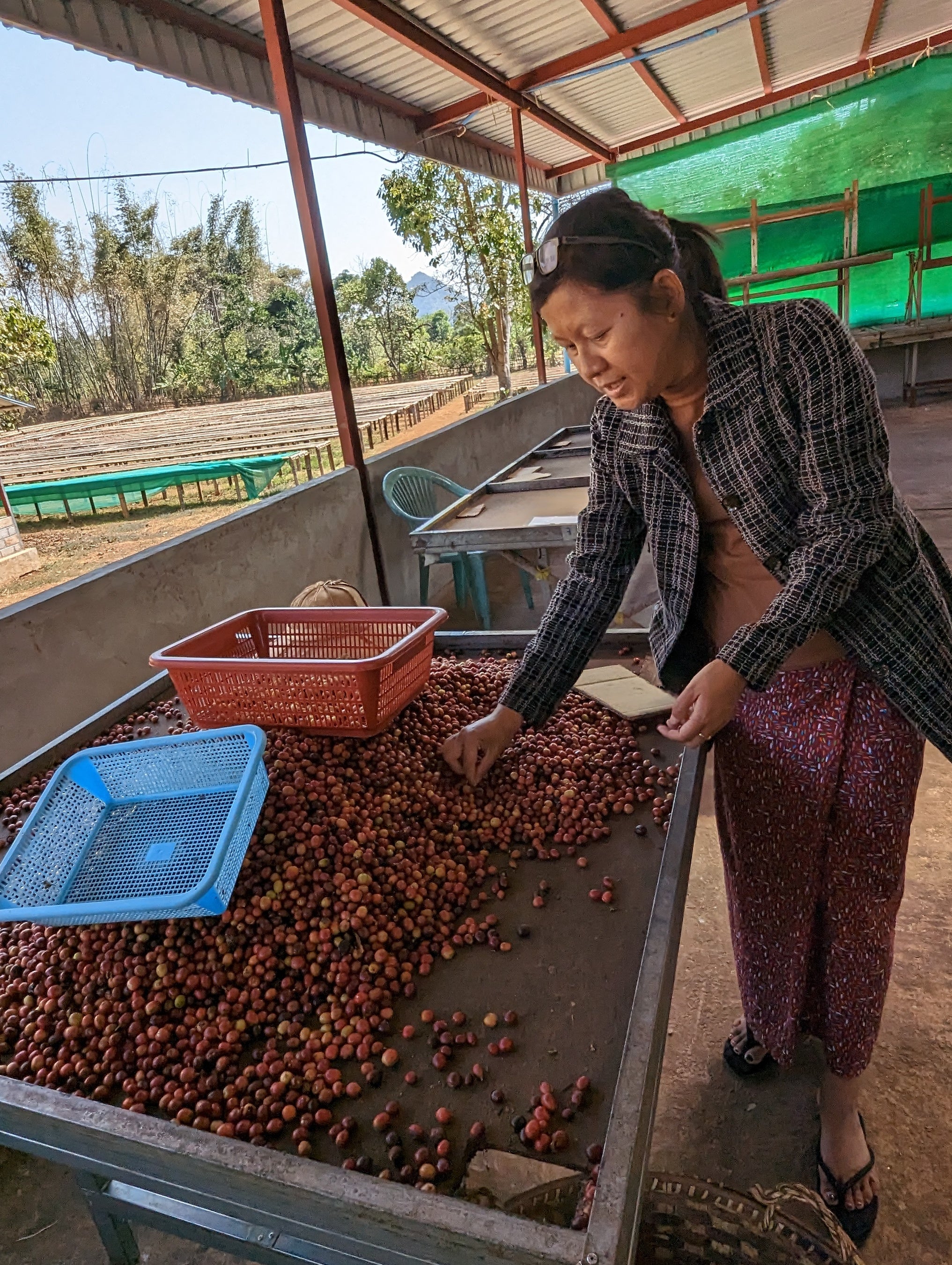 コーヒーチェリーの荷受所にはその日の朝に収穫されたコーヒーチェリーが少量ながら届いていました。