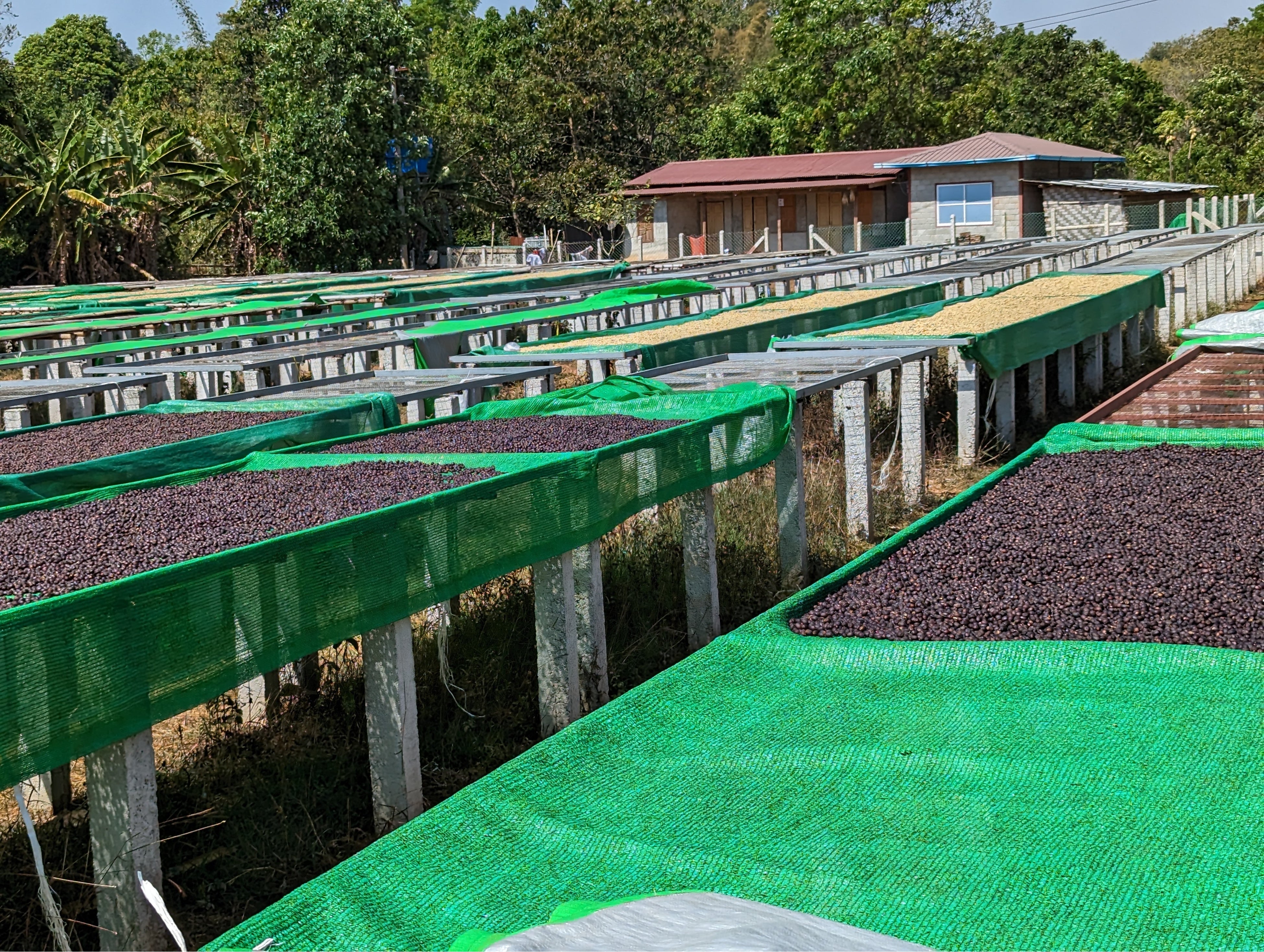 アフリカンベッドでの天日干しの様子。手前がナチュラル製法、奥はハニー製法の豆。Fully Washed製法は終了してました。