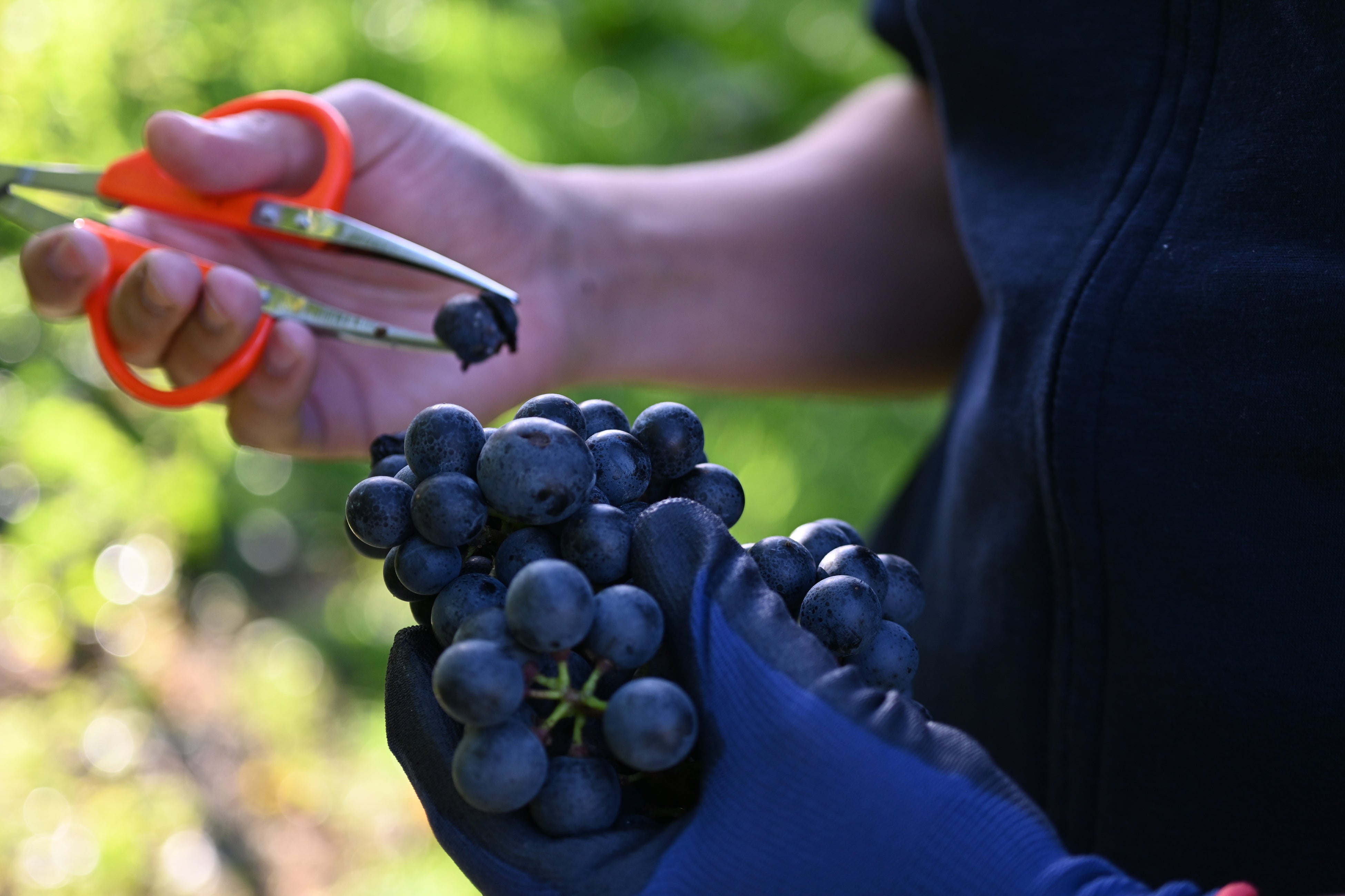 一粒一粒丁寧に選果