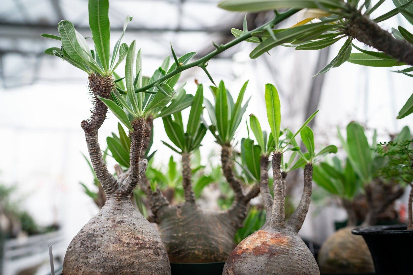 ボタナイズ バナケン 点描画 ポスター 塊根植物 多肉植物 希少 レア 数量限定 塊根植物ブランド「BOTANIZE(ボタナイズ)」 、7月14日・15日