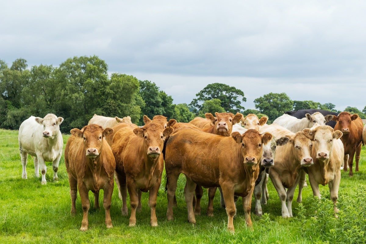 食品ロス削減にも有効なKUONほねのおだし
