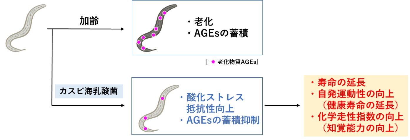 図2. 「カスピ海乳酸菌」による線虫の寿命延長メカニズム