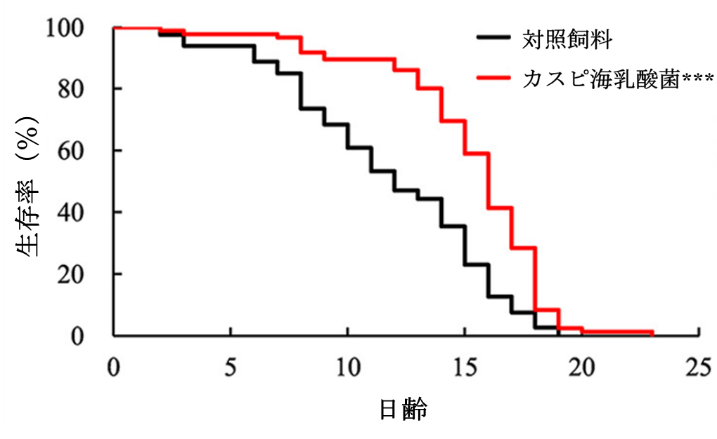 図1. 「カスピ海乳酸菌」による線虫の寿命延長作用 , ＊＊＊p＜0.001で有意差あり（ログランク検定)  対照飼料投与群、n = 79；「カスピ海乳酸菌」投与群、n = 85