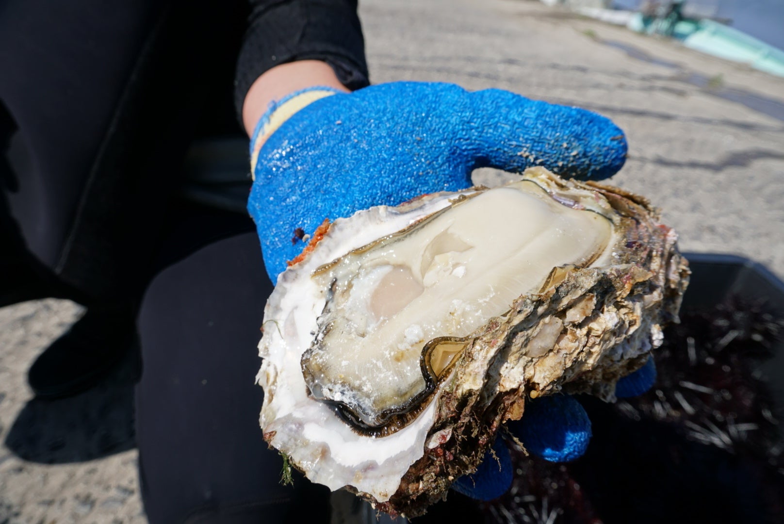 ぷっくりとした身