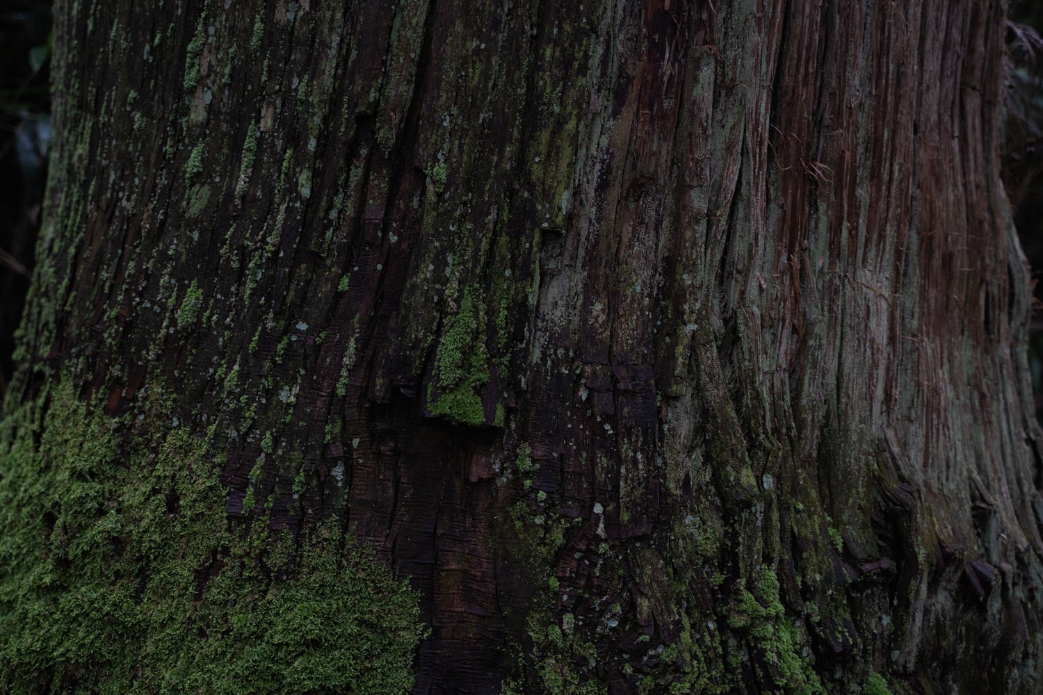 AINOKI瞳が美しく映える肌に導く新ライン「AINOKI mebuki」