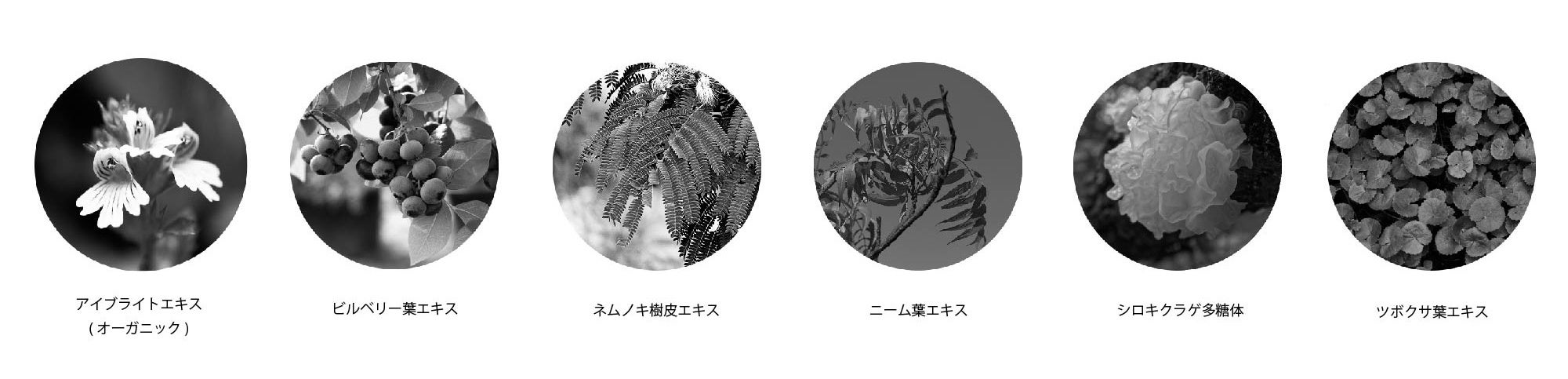 「AINOKI mebuki」の美容保湿成分